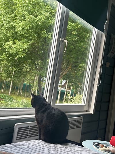 A black cat sits on a striped blanket, facing a large window that looks out onto a green, wooded area with birch trees and a glimpse of a house. The cat is positioned on what appears to be a bed or couch, in front of a white radiator with horizontal slats. The window has a white frame and a crank handle. The interior walls of the room are dark blue wooden planks. There is a dark green roller blind partially obscuring the top of the window. To the right of the window, a beaded pull cord hangs down. On a light blue surface in the foreground, a few small objects are visible, including what looks like a small white object, a shell, and a black circular item. The scene suggests a domestic setting looking out onto a natural, possibly rural, environment. The location is identified as Гамма Снт, Russia.