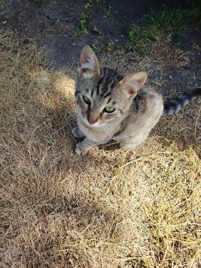 A young tabby cat with green eyes sits on dry, golden grass and dark soil. The cat is facing upwards, looking towards the viewer. Its fur is striped with shades of brown and gray, and its tail is curled slightly to the right. The ground is a mix of dry grass, exposed soil, and a small patch of green grass in the upper right corner. The lighting suggests it is daytime, with sunlight casting shadows. The location appears to be an outdoor area, possibly a garden or yard, in the village of Kozare, Bulgaria.