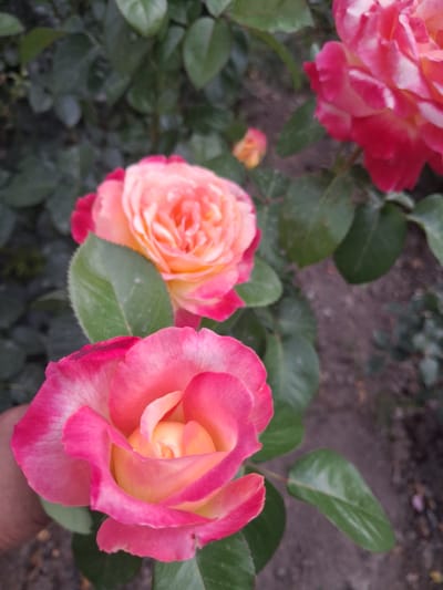 A close-up shot captures several vibrant roses in various stages of bloom. The primary focus is on two large, bi-colored roses in the foreground. The rose on the right is predominantly pink with a gradient of lighter hues and yellow towards its center, while the rose on the left displays a similar color palette with more pronounced pink edges and a peachy-yellow core. The petals exhibit a delicate, layered texture.
Behind these prominent blooms, a partially visible, larger pink rose is seen in the upper left corner, out of focus. Smaller, less defined rose buds and petals are scattered in the background, adding depth to the floral arrangement. Lush green leaves surround the roses, some of which have a slightly glossy sheen.
The setting appears to be an outdoor garden, with dark, earthy soil visible in the background, suggesting a natural environment. The lighting is soft, hinting at an overcast day or perhaps early morning or late afternoon, casting gentle shadows and highlighting the rich colors of the flowers. The image conveys a sense of natural beauty and tranquility. No text is visible in the media file. The scene is set in Guldaala, Kazakhstan.