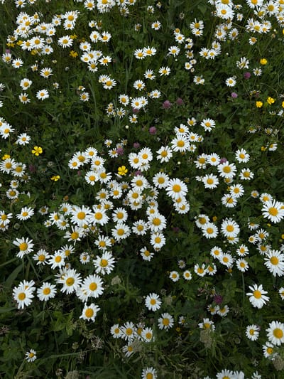 A dense field of white daisies, with yellow centers, is shown in a close-up, top-down view. The flowers are of varying sizes and stages of bloom, with some petals appearing slightly wilted. Green leaves and stems form a lush ground cover. Scattered among the daisies are a few small purple clover flowers and occasional yellow wildflowers. The scene appears to be a natural meadow or garden, likely in Dsegh, Armenia, given the context. No people or animals are visible in the image. The overall impression is one of natural abundance and a vibrant meadow ecosystem.