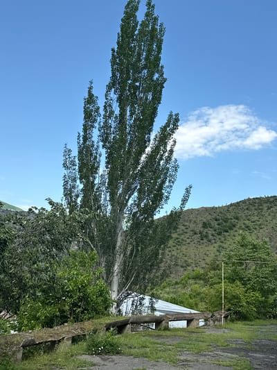 In the city of Tumanyan, Armenia, an outdoor scene unfolds under a clear blue sky with scattered white clouds. Dominating the frame is a tall, slender tree with dense green foliage reaching towards the sky. In the foreground, a weathered concrete structure, possibly a bench or feeding trough, is partially covered in grass and small white flowers. Behind this, a low-slung building with a corrugated metal roof is visible. The background features a lush green hillside dotted with smaller trees and vegetation, suggesting a natural, somewhat rural setting. A rusty metal pole stands in the middle ground, contrasting with the organic elements of the landscape. The overall impression is one of a peaceful, bucolic environment.