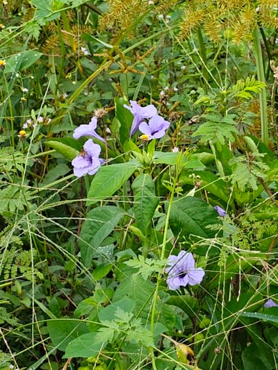 This outdoor image, captured in Cotentung, Indonesia, presents a dense, natural arrangement of green foliage dominated by multiple trumpet-shaped purple flowers, consistent with Ruellia (Mexican petunia). An insect, appearing to be a bee or hoverfly, is actively positioned within the corolla of a prominent purple flower in the mid-left portion of the frame. The background and surrounding areas are filled with various green leaves, some exhibiting small water droplets, and thin, intertwining plant stems. In the upper-right quadrant, spiky, yellowish-brown inflorescences, characteristic of sedges or certain grasses, are visible amidst the green. Smaller white and yellow blossoms are sparsely distributed throughout the lower and mid-ground. The scene depicts a lush, overgrown natural environment under ambient daylight conditions.