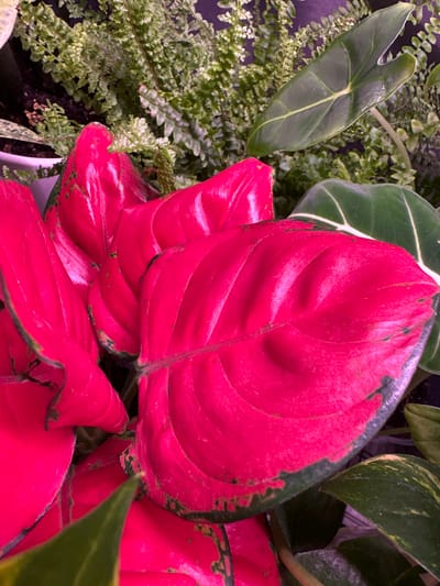 This is a close-up, overhead, eye-level shot of a collection of houseplants. In the foreground, several large, vibrant pink leaves with dark green edges dominate the frame. These leaves are glossy and appear to be from an Aglaonema variety. Behind these, a dense cluster of small, light green fern fronds can be seen. To the right and in the background, several larger, darker green leaves with prominent light green veins are visible, possibly from an Alocasia or a similar plant. The lighting is artificial, casting a slight purple hue in some areas. The environment appears to be indoors, likely a domestic setting or a greenhouse, and there are no people or animals present. The specific location in the city of Vysokaya Gora, Russia, is not discernible from the image itself.