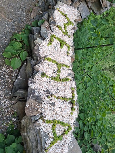 An elevated view captures a garden feature in Golyamo Belovo, Bulgaria. The scene depicts a dry-stacked stone wall, formed from various grey and brown rocks, curving from the upper left towards the lower right. The ground to the left of the wall consists of dark, coarse gravel interspersed with smaller white stones, and a leafy green plant with broad, rounded leaves extends into this area. The top surface of the stone wall is covered with numerous small, off-white pebbles. Embedded within these pebbles are dozens of small, green, rosette-forming succulent plants, specifically arranged to spell out two words in Cyrillic script. The upper word, positioned towards the top left, reads "ЖИВЕЙ" (Zhivey), and the lower word, extending towards the bottom right, reads "СЕГА" (Sega), together translating to "LIVE NOW." To the right of the stone wall and pebble arrangement, dense green foliage of trees and shrubs indicates a vegetated area, possibly a hillside or forest edge. No individuals or animals are present in the image.