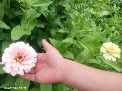 A human hand with light skin is holding a light pink zinnia flower with a yellow center. To the right of the zinnia, a yellow zinnia is partially visible. The flowers and their green leaves are in the foreground, with more foliage in the background, suggesting an outdoor garden setting. The bottom left corner of the image displays a timestamp: "2026/07/02 19:03". The scene is likely located in the village of Жай-Терек, Kyrgyzstan, based on the provided location context.