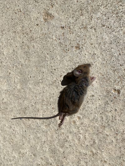 A deceased mouse lies on its back on a light-colored, textured concrete surface. The mouse is small, with brown fur, dark eyes, and prominent ears. Its tail is long and thin, extending to the left. The concrete surface shows small pebbles and appears to be outdoors, potentially in a courtyard or walkway. No other subjects or objects are immediately apparent in the vicinity. The lighting suggests it is daytime. The location is a paved area in Courpière, France.