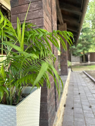 A close-up, low-angle, eye-level shot focuses on a vibrant green potted plant with feathery leaves. The plant is situated in a textured white planter on the left side of the frame. Behind the plant, a rustic brick wall with dark brown mortar runs vertically. To the right of the wall, a paved walkway made of rectangular grey stones recedes into the background. Small, dark, cone-shaped objects are scattered on the walkway. The walkway is bordered by a light-colored, textured ledge. In the background, a covered outdoor structure with a wooden roof and supporting beams is visible. Beyond that, lush green trees and foliage create a blurred backdrop. The scene appears to be an outdoor area adjacent to a building in Kosherovo, Russia. No people or animals are present.