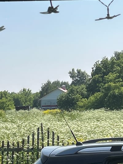 The image shows a pastoral scene with a clear sky. In the foreground, the roof of a dark-colored vehicle is visible. Beyond the vehicle, a wooden fence runs horizontally, with a dense field of white flowers stretching behind it. Further in the background, a light blue building with a red roof stands amidst lush green trees. The building appears to be a house. In the far distance, more trees are visible, and the sky is a uniform light blue. There are also aerial decorations resembling birds hanging from wires in the upper portion of the image. The setting suggests a rural or suburban environment, possibly in the countryside outside a city, given the presence of the building and the natural landscape. The location specified, "115 Km, Russia," indicates a specific geographical context, but the visual information in the image itself does not directly confirm this. There are no people visible in the image.
