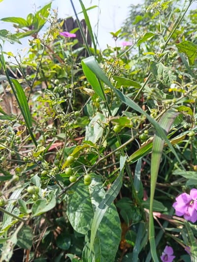 The image displays a close-up view of dense, uncultivated vegetation located in Wenshan City, China, under natural daylight. The scene is dominated by multiple plant stalks featuring numerous clusters of small, spherical green berries and occasional small white flowers. Interspersed among these are long, slender green leaves, consistent with grasses, which are prominent in the foreground and midground. In the upper and lower right portions of the frame, several blurred purple flowers are visible. A small, iridescent green beetle is perched on a stem amidst green berries in the lower-left quadrant. A dark, spiky caterpillar or larva is present on a leaf in the upper-right section. The background consists of further blurred green foliage and a bright sky. No human subjects or their actions are depicted.