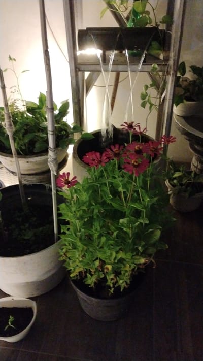 The image shows a close-up of a small indoor waterfall with several potted plants in front of it. The waterfall is made of dark material and has water flowing down in thin streams, illuminated by a bright light source above. In the foreground, a cluster of dark pink zinnias in a black pot is prominent. To the left of the zinnias, a large, light-colored pot contains a leafy green plant. Further to the left, another tall, thin pot holds more green foliage. In the bottom left corner, a small white pot contains a single seedling. The background consists of a light-colored wall and a dark floor. The scene is likely an indoor decoration. The image does not contain any people or suggest an outdoor location. There is no specific information visible to indicate the location is Banjarsari, Indonesia.