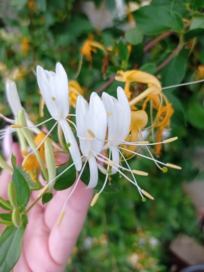 A close-up, outdoor, daytime photograph focuses on a cluster of white and yellow honeysuckle flowers. The white flowers, prominent in the foreground, feature tubular petals and long, delicate stamens tipped with yellow anthers. Interspersed with the white blooms are the more delicate, trumpet-shaped yellow flowers of the honeysuckle vine, some appearing wilted or past their prime. The background is a soft blur of green leaves and more yellow flowers, suggesting a lush garden environment. A person's hand, with lightly pink skin, gently supports a stem on the left side of the frame, its fingers partially obscuring some of the leaves and flowers. The overall impression is one of delicate natural beauty. This image was captured in Kubanskiy, Russia.