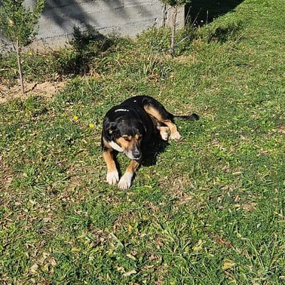 The scene is set outdoors in Buriani, Georgia. The primary subject is a medium-sized dog, predominantly black with tan markings on its muzzle, eyebrows, chest, and hind legs, and white fur on all four paws. A light-colored, patterned collar is visible around the dog's neck. The dog is lying prone on a patch of green grass, facing generally towards the right side of the frame, with its head slightly lowered and eyes partially closed or downcast, indicating a state of rest. Its front paws are extended forward, while its hind legs are tucked beneath its body. The grassy ground contains scattered small yellow flowers, identifiable as dandelions, and some brown patches. In the upper left background, a light grey concrete block wall is visible, partially obscured by shadow. Two slender, young evergreen saplings stand near the wall, one to the far left and another closer to the center. The environment is illuminated by strong sunlight, casting distinct shadows. No human subjects are present.