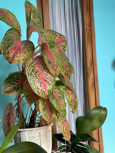 This image captures an indoor scene, purportedly located in Garut, Indonesia. The primary subject is a tall Aglaonema plant (Chinese Evergreen), specifically a variegated cultivar featuring numerous ovate leaves displaying a prominent blend of pink, red, light green, and dark green mottling. The plant is situated in a white, ribbed plastic pot, positioned towards the lower-left quadrant of the frame. Visible below the main plant, in the bottom-right corner, are several thick, dark green leaves from a second plant, likely an orchid, in a separate, partially visible pot.

The background consists of a light blue wall on the right and a section of a window on the left. The window is framed by a dark brown wooden casing and is covered by translucent white sheer curtains with faint vertical stripe patterns. Natural light appears to be entering from the window, illuminating the plants and creating slight shadows. No individuals are present, and no overt actions or interactions are depicted. The environment suggests a domestic or interior space.