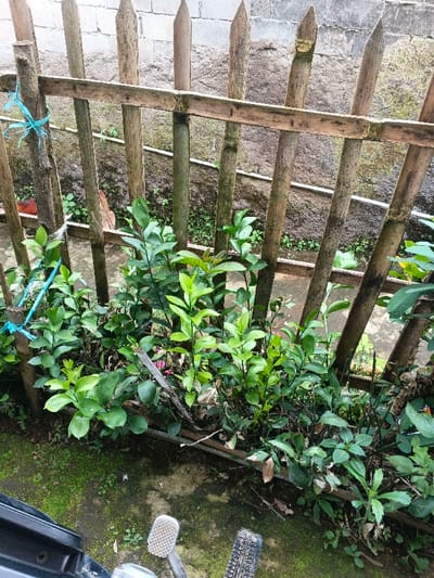 The image captures an outdoor scene, likely a backyard or garden area in Sarandi de Cuadra, Uruguay. A rustic fence made of rough wooden or bamboo poles, with pointed tops, spans the midground. Blue string is tied to one of the vertical poles on the left. Behind the fence, a rough concrete block wall or dirt embankment is visible, with some small green plants growing on its surface.
In front of the fence, a dense bed of lush green plants with numerous leaves forms the main subject of the foreground. The foliage varies in shade, with some brighter green leaves suggesting new growth. The ground beneath these plants and extending into the very bottom of the frame is covered with moss and small weeds.
Part of a dark-colored motorcycle or scooter is visible in the bottom left corner, including a metallic footpeg with a textured surface and a portion of a tire or chassis. No people are present. A small, reddish-brown fowl, possibly a chicken, is partially visible behind the fence on the left side, close to the ground (discernible from provided crops). The scene appears to be illuminated by natural daylight, possibly under overcast conditions, as there are no harsh shadows. No visible text is present.
