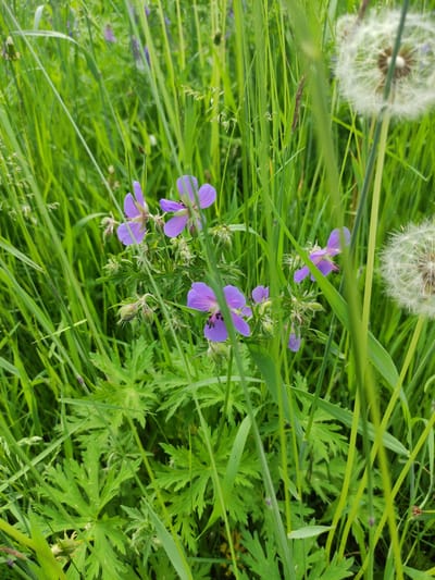The image shows a close-up view of purple wildflowers and green grass in a natural setting. In the background, slightly out of focus, are two dandelion seed heads. The foreground features several purple flowers with five petals each, some of which are partially obscured by blades of grass. The leaves of the wildflowers are lobed and green. The environment appears to be a meadow or a grassy field. There are no people or man-made objects visible in the image. The scene is likely outdoors, given the presence of wildflowers and grass. The lighting suggests it is daytime. The image does not provide any specific information about the city of Kuokunu, Russia, or any activities taking place there.