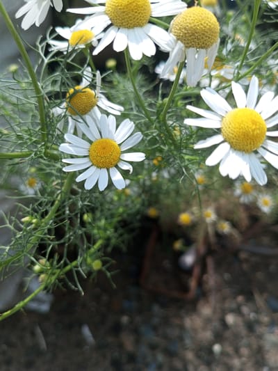 A close-up, eye-level shot captures several chamomiles in various stages of bloom, set against a blurred background of more flowers and greenery. The foreground features several chamomiles with bright yellow centers and white petals. The leaves and stems of the plants are green and feathery. The overall setting appears to be outdoors, with a dark, possibly earthy or gravelly surface visible in the lower portion of the image. The lighting suggests it is daytime, with the sun highlighting the flowers. This image was taken in Zavyalovo, Russia.