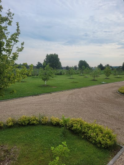 The image depicts a scenic outdoor environment with a gravel driveway and a well-maintained lawn featuring several young trees. The sky is overcast with a mix of light and dark clouds. The gravel driveway curves into the foreground from the right side of the image, bordered by a low hedge of yellow-green foliage. Beyond the hedge, a green lawn stretches across the mid-ground, dotted with small white flowers, possibly clover. Several young trees, each with a white-painted trunk base, are spaced evenly across the lawn. In the background, a fence line can be seen with more trees and vegetation behind it, suggesting a rural or suburban setting. The overall impression is one of a peaceful, cultivated landscape.