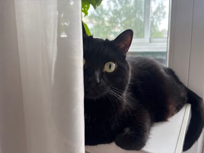 A black cat with green eyes is partially hidden behind a white curtain, lying on a windowsill. Through a window behind the cat, blurry trees and buildings are visible, suggesting an outdoor environment. The scene appears to be indoors, in a residential setting. There is no indication of the city of Vyksa, Russia.