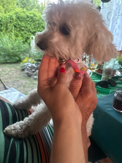 The media file captures a close-up of a small, white, fluffy dog, likely a poodle mix, being held by two individuals. The dog is wearing a pink collar with small, colorful embellishments and a silver bell. One person's hand, with a red-painted fingernail, is gently stroking the dog's head, while another, older hand is positioned near the dog's neck, possibly adjusting the collar.

The setting appears to be outdoors, with lush green foliage visible in the blurred background, suggesting a garden or yard. Sunlight filters through the leaves, indicating it is likely daytime. The presence of a table with some items on it, including a glass jar with dark contents and what looks like sunglasses, hints at a casual gathering or meal. The clothing of the person holding the dog, a striped shirt in green, black, and orange, is also visible.

The overall mood conveyed is one of affection and care towards the dog. The gentle touch of the hands and the dog's relaxed posture suggest a comfortable and loving interaction. There is no visible text in the media file. The location context provided, Bazhevo, Russia, adds a geographical element to the scene, though there are no specific visual cues within the image to confirm this location.