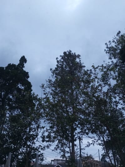This image depicts an outdoor scene in B. Nam Ngao, Laos, under overcast sky conditions. The upper two-thirds of the frame are dominated by a pale to medium gray sky with diffused light, indicating a lack of direct sunlight. The lower portion of the image features multiple trees with dark green foliage, some extending high into the frame, partially silhouetted against the sky. Approximately in the lower-middle, utility wires are visible strung horizontally between what appears to be a utility pole and other unseen supports, running through or behind the tree canopy. Below the tree line and utility wires, partial views of the roofs and upper sections of at least two buildings are discernible. One structure to the left has a dark sloped roof and lighter-colored wall sections. Another structure towards the right presents a flatter, lighter-toned roof. No individuals or animals are present.