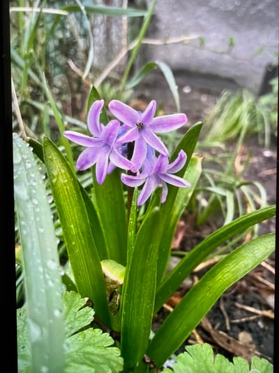The image shows a close-up of purple flowers with long, green leaves. Water droplets are visible on some of the leaves. The setting appears to be a garden. Specific location within Reigate and Banstead cannot be determined without further information. No people are visible.
