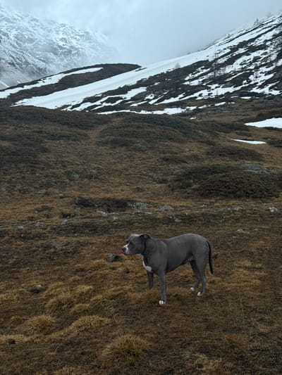 The image captures a grey dog standing on a dry, grassy mountainside in an alpine setting. The dog, with a sleek grey coat and white markings on its chest and paws, appears to be an American Pitbull Terrier or a similar breed. It is facing to the right of the frame, looking attentive, with its tongue slightly out. A hint of a red collar is visible around its neck.
The foreground consists of a rugged hillside covered in dormant, brownish-gold grass and scattered rocks, indicative of late autumn or early spring at high altitude. In the background, majestic snow-capped mountains rise under an overcast or hazy sky. Patches of snow cling to the upper slopes and crevices of the distant peaks, partially shrouded by clouds. The diffused lighting suggests an overcast day or late afternoon. The scene evokes a sense of natural wilderness and tranquility. There is no visible text in the image. This mountainous landscape is located near Pontresina, Switzerland.