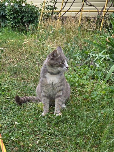 A grey tabby cat with white markings sits in green grass, looking up and to its left. The cat has green eyes and is wearing a grey collar. Its tail is curled around its right side and has dark tabby stripes. The background is filled with lush green grass and some taller, dried-out grass stalks. In the upper left corner, a yellow metal trellis with some vines is visible, next to a light-colored wall. The scene appears to be outdoors during the daytime, with natural lighting. The cat's posture and gaze suggest curiosity or interest in something off-camera. The presence of the trellis and wall hints at a backyard or garden setting. There is no visible text in the image.