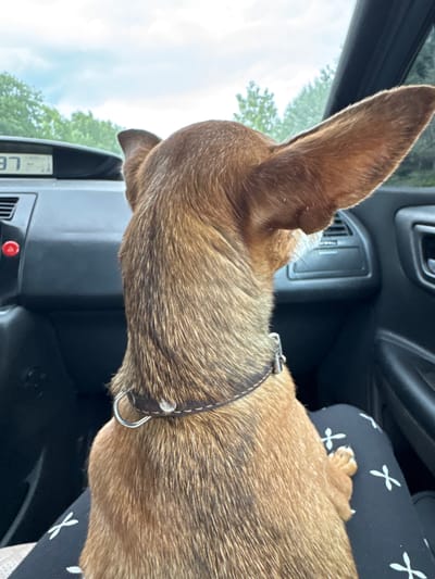 The image shows a medium shot of a small, brown dog with large ears sitting in the passenger seat of a car, looking out the window. The dog is wearing a dark brown collar with a silver buckle and ring. The interior of the car is visible, including a dark dashboard with vents and a screen that displays the letters "LE". The dog's paw is resting on the lap of a person wearing black pants with a white cross pattern. Outside the car, trees and a cloudy sky are visible, suggesting an outdoor setting during the daytime. The scene appears to be a casual car ride.