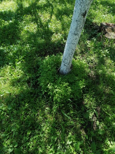 A close-up, high-angle shot shows the base of a white-painted tree trunk in the city of Dedoplistskaro, Georgia. The trunk is surrounded by lush green grass and various low-lying plants, forming a dense ground cover. Sunlight dapples the scene, casting shadows from unseen foliage. In the background to the right, a weathered, rough-textured tree stump is visible. The overall impression is one of a natural, overgrown garden setting.
