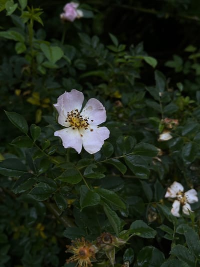 A single, delicate white rose with a yellow center and dark brown pollen sits prominently in the foreground, its petals slightly unfurled. The rose is surrounded by lush, dark green foliage that appears wet, suggesting recent rain. Several other faded white roses and seed pods are visible in the background, adding depth to the scene. The overall atmosphere is one of natural beauty, with a hint of melancholy from the wilting flowers and seed pods. The image is likely a close-up shot taken in a garden or natural setting, possibly in the city of Briukhovychi, Ukraine, given the provided context.