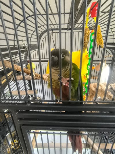 A green-cheeked conure is perched inside a black metal birdcage, viewed through the bars from a low angle. The bird is mostly green with a reddish-brown chest and dark head. Its left foot is visible and appears to have bands on it. Behind the bird, a bright yellow object is partially visible, along with some bird toys including a green beaded chain with orange beads and what appears to be seed blocks. The cage has multiple perches and a food dish visible at the bottom. The background is indistinct, appearing as a light-colored wall or surface. There are no indications of the location being Smithborough, Ireland.