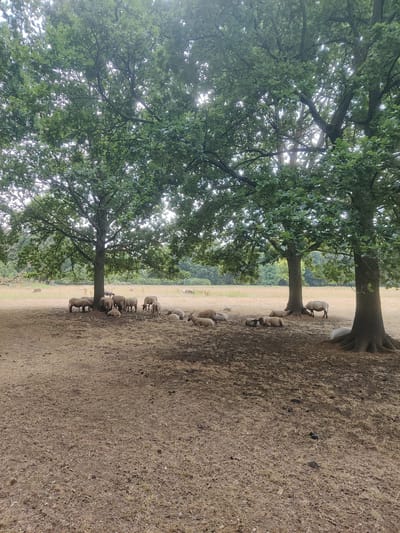 A flock of sheep are resting and standing under the shade of large oak trees in a dry, grassy field. The field appears to be a park or pasture, with more trees and vegetation visible in the background. The sheep are mostly white and light brown, with some lying down and others standing. The ground is covered in dry grass and dirt, with some dark patches that may be manure. The scene suggests a warm, sunny day. The location is Isselburg, Germany.