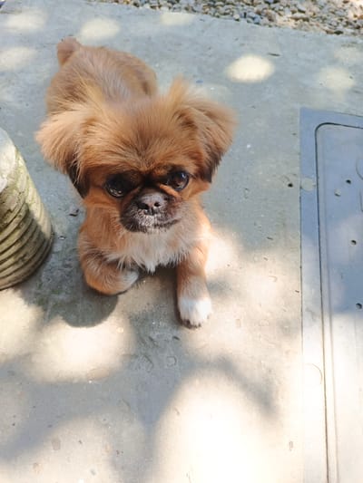 An overhead medium shot captures a light brown Pekingese dog lying on a concrete surface in Staronizhestebliyevskaya, Russia. The dog is positioned in the center of the frame, facing upwards towards the camera with its head tilted slightly to the right. Its fur is dense and fluffy, particularly around its head, creating a distinctive mane-like appearance. The dog has dark, expressive eyes, a black nose, and a white patch of fur on its chest. Its front paws are extended forward, with one paw exhibiting white markings on the tips of its toes. The concrete ground is textured and shows scattered small pebbles and debris. To the left of the dog, a portion of a cylindrical, ribbed object, possibly a concrete planter or base, is visible. To the right, a dark, rectangular object with visible seam lines, likely a utility cover or drain, is present. Sunlight casts dappled shadows on the concrete, suggesting an outdoor setting. The background consists of more pebbles and an indistinct gray surface, contributing to the overall outdoor, possibly urban or semi-urban, environment. The dog appears to be relaxed and attentive.
