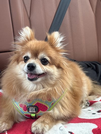 The image shows a close-up, eye-level shot of a fluffy, tan Pomeranian dog lying on a red and white patterned blanket in the back seat of a car. The dog is wearing a colorful harness with a strawberry pattern. The car's interior features brown leather seats and a black seatbelt. The dog's mouth is slightly open, and its tongue is visible. The background is a blurry view of the car's headrest and seat. There is no information about the city of Studena, Bulgaria, in the image.