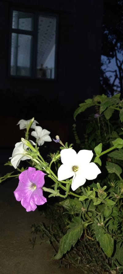 In Balyqchi, Uzbekistan, at night, a close-up shot focuses on a cluster of petunia flowers. A prominent purple petunia is in the foreground, slightly to the left, with its petals fully open. To its right, a white petunia is also in bloom, with its petals facing forward. Behind these, two more white petunias are visible, one partially obscured and another in the upper left of the frame. A small, withered purple bud is perched on a stem above the central flowers. The flowers are attached to green, hairy stems, with leaves also visible. In the background, a dark, indistinct building facade is present, featuring a window with a light curtain patterned with small dots. To the right of the building, the silhouette of tree branches is discernible against a dark twilight sky. The ground in the lower portion of the image appears to be a coarse, sandy surface.
