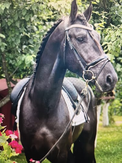 A dark brown horse, wearing a bridle and saddle, stands in an outdoor environment with lush green foliage and trees in the background. The horse's mane is braided. In the foreground, bright pink flowers are visible. The lighting suggests it is daytime. The location is described as Kievsky, Russia.