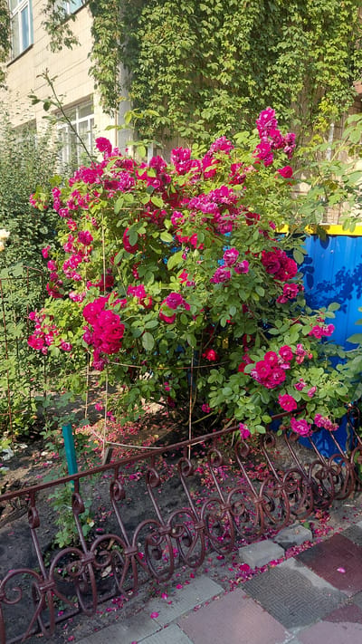 In Borodianka, Ukraine, a dense bush of vibrant pink roses is in full bloom, its flowers cascading over a decorative brown metal fence. The rose bush, supported by thin stakes, is lush with green leaves and presents a rich tapestry of pink blossoms. Petals are scattered on the dark soil and the paving stones beyond the fence. Behind the roses, a bright blue corrugated metal fence is visible, and further back, a building with light-colored walls and windows is partially obscured by dense green ivy clinging to its facade. The scene appears to be an outdoor setting, likely a residential area, given the presence of the building and the cultivated garden. The lighting suggests it is daytime, with sunlight casting subtle shadows. No people are present in the image.