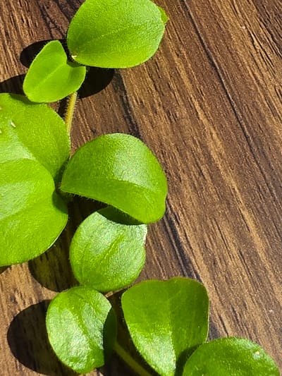 A close-up, overhead shot shows a plant with vibrant green, rounded leaves on a wooden surface. The leaves are glossy and have a slightly fuzzy texture at the edges, with visible veins on some. The wooden surface has a distinct grain pattern with diagonal lines and variations in color from light brown to dark brown. The lighting suggests a strong light source, casting shadows from the leaves onto the wood. The plant appears to be a vine, with stems connecting the leaves. There are no people or any signs of human activity present in the image. The image is a naturalistic study of the plant and its environment, with no indication of its location within Indzhe Voyvoda, Bulgaria, or any other specific place.