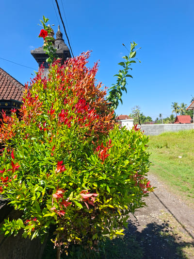 The image shows a vibrant bush with red and green leaves in Lodtunduh, Indonesia. The bush is positioned in front of a low concrete wall and partially obscures a traditional Balinese structure adorned with a red flower. The sky is a clear, bright blue. In the background, there is a narrow path, green grass, and a glimpse of rooftops and palm trees, indicating a residential area. Power lines are visible against the sky. The lighting suggests a sunny day.