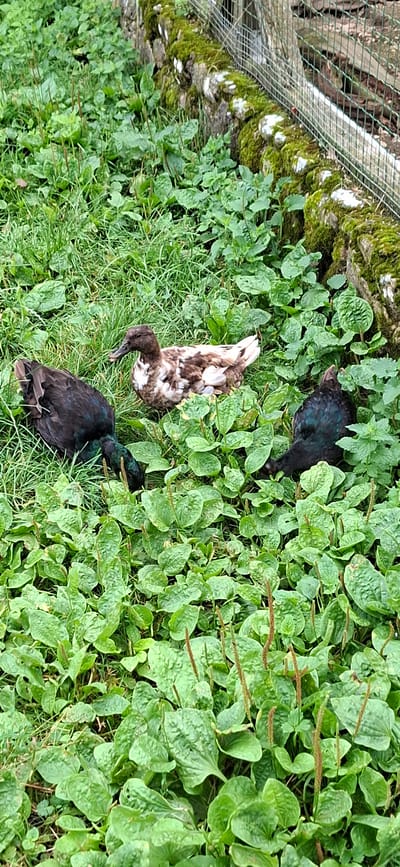 Three ducks are in a grassy area with broad green leaves and some taller weeds. One duck, with a mottled brown and white pattern, is lying down facing to the left. To the left of this duck, and slightly in front of it, is a dark colored duck, facing away from the camera. To the right of the mottled duck and further back, is another dark colored duck, with iridescent green and black feathers, facing down as if foraging. A moss-covered stone wall with a wire fence runs along the top and right edge of the image. The location is identified as Kata, Estonia.