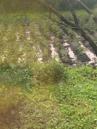 The image shows an outdoor scene with rows of plants in what appears to be a garden or agricultural field. The ground is muddy and waterlogged, with puddles of water reflecting the overcast sky. Several branches of a tree are visible in the foreground, partially obscuring the view of the plants. The plants themselves are green and leafy, suggesting a growing season. The overall impression is of a rural or semi-rural setting, possibly during or after a period of rain. There are no people or animals visible in the image. The specific location in Карманово, Russia, cannot be determined from the visual information alone.