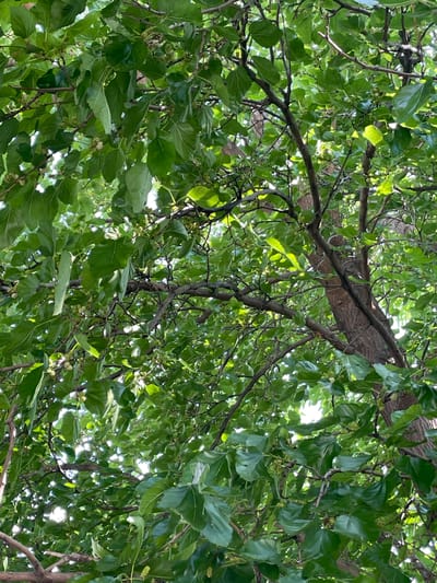 An image shows a close-up view of a tree from below, looking up through its canopy of green leaves and branches. The sun shines through gaps in the foliage, creating bright spots and dappled light. The tree appears to be a mulberry tree, as small, undeveloped fruits can be seen among the leaves. The trunk of the tree is visible in the mid-right of the frame, with rough, brown bark. The overall impression is one of lush greenery and natural growth. There are no people or animals in the image, nor any man-made structures. The location is the village of Khadzhalmakhi, Russia.