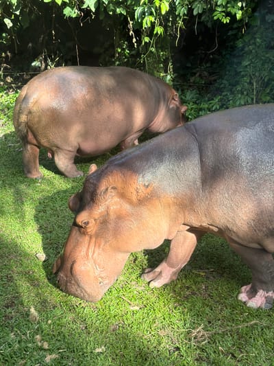 Two large hippopotamuses are observed in a grassy enclosure under direct sunlight in Medahan, Indonesia. The foreground features a hippopotamus with dark brown and reddish-brown skin, appearing moist, with its head lowered, grazing on vibrant green grass. Its right front foot shows areas of lighter pink skin. Behind it, a second, lighter reddish-brown hippopotamus, also appearing wet, is positioned with its rear and left side prominently visible. Its head is also lowered towards the grass, indicating grazing behavior. A small penile protrusion is visible on the rear underside of the background animal. Dense, dark green tropical foliage and trees form the background of the scene.