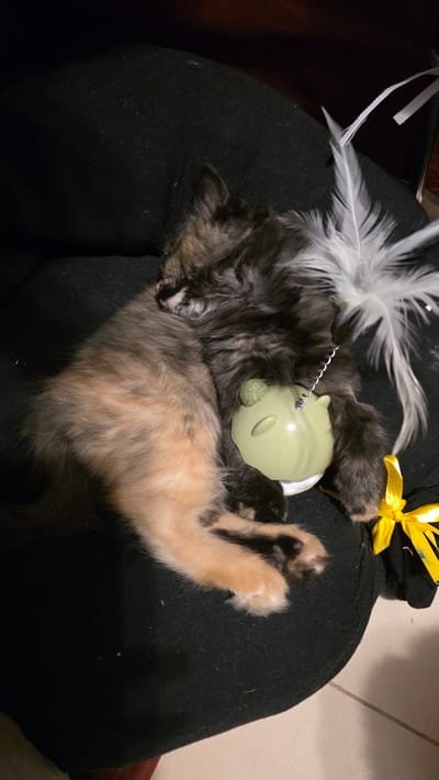 The image shows two kittens sleeping on a dark fabric surface, possibly a cushion or blanket. One kitten is mostly black and gray with fluffy fur, while the other is a dilute tortoiseshell with patches of cream and orange. A light green cat toy, shaped like a mouse, is nestled between them. A white feather toy is positioned above the kittens, and a yellow ribbon is tied around something out of frame at the top right. The scene appears to be indoors, with a tiled floor visible in the background. The lighting suggests it might be evening or a dimly lit room. The kittens appear relaxed and peaceful. There is no visible text in the image.