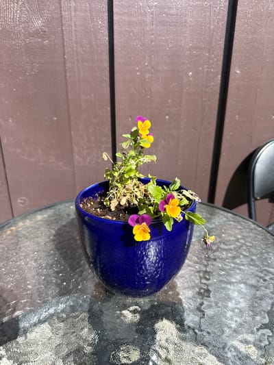 A vibrant blue ceramic pot sits on a textured glass tabletop. Inside the pot, a small plant with green leaves and purple and yellow flowers is visible. The plant appears somewhat wilted, with some dried leaves and stems. Behind the plant, a brown wooden fence forms the backdrop. The fence is composed of vertical planks with a visible grain and texture. A portion of a dark-colored chair is visible to the right of the frame, partially obscuring the fence. The lighting suggests an outdoor setting, likely a patio or garden area, with sunlight casting shadows on the tabletop. The scene is located in Åmot, Norway.
