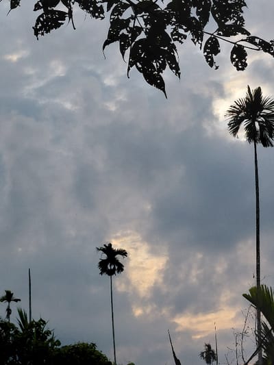 The image displays an outdoor natural environment in Keude Cunda, Indonesia, under an overcast sky. The sky is characterized by varying shades of gray clouds, interspersed with luminous patches of yellowish-white light, suggesting either sunrise or sunset. Dominating the upper frame are dark, silhouetted tree branches with numerous holes and irregularities in their leaves. Below this, multiple tall, slender palm trees, consistent with Areca palms, are silhouetted against the sky. One prominent palm stands on the right, and another is positioned in the center-left. Additional dark vegetation and several thin, vertical plant structures are visible in silhouette along the bottom of the frame. There are no individuals, animals, or man-made objects discernible within the scene, nor are any specific actions or interactions depicted.