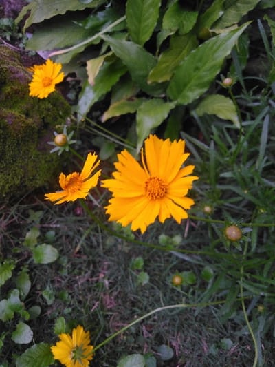 This close-up image depicts a natural scene within a garden environment in Temse, Belgium. The foreground features green grass interspersed with various green plant leaves. Three prominent yellow flowers, consistent with Coreopsis species, are visible: a large, fully open specimen with serrated petals and an orange center in the mid-right, a smaller open flower to its upper-left, and a third, partially obscured flower in the bottom-left. Multiple spherical, green-brown flower buds are scattered among the grass and foliage. In the upper-left quadrant, a dark, irregularly shaped object covered in green moss is present. Denser green foliage forms the background. The scene is illuminated by ambient, possibly shaded, light.
