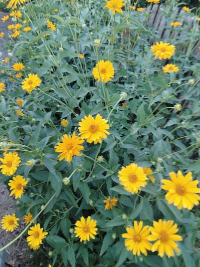 This image captures a dense patch of bright yellow flowers, likely sunflowers or a similar daisy-like variety, with vibrant green foliage. The flowers are in various stages of bloom, with some fully open and others in bud. The scene is a close-up shot, focusing on the texture and color of the petals and leaves. In the background, a weathered wooden fence can be seen, suggesting an outdoor setting, possibly a garden or the edge of a field. The lighting appears to be natural, indicating it could be daytime, and the overall mood is one of natural beauty and growth. There is no visible text in the image. The location context is identified as Znamenski Sel'ski Savet, Belarus.