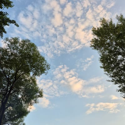 This image captures a skyview featuring a clear blue sky dotted with scattered white and light pink clouds. On the left side of the frame, the lush green foliage and branches of a large tree are visible, extending from the bottom upwards and into the upper left corner. On the right side, another tree's dense green canopy is prominent, reaching from the top downwards and into the right side of the frame. The perspective is looking upwards towards the sky, with the trees framing the view. The scene suggests an outdoor setting likely in Chmyrivka, Ukraine, given the context. No people or specific actions are depicted.