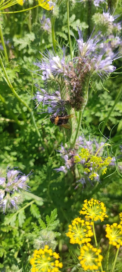 A close-up shot captures a bee with black and yellow stripes on a cluster of delicate purple flowers. The bee is positioned on the underside of a flower stalk, with its legs and wings clearly visible. The background is filled with a lush green blur of leaves and other foliage, suggesting a natural, outdoor environment. The lighting indicates it is daytime, with sunlight highlighting the textures of the flowers and the bee's fuzzy body. The overall impression is one of a lively moment in nature, with the bee engaged in its activity amongst the blooms. The location is Пацейкаўскі сельскі Савет, Belarus.